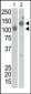 SARS Coronavirus Spike Glycoprotein Antibody