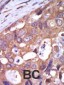 PKC mu Antibody (N-term)