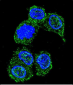 MAPK8 Antibody (C-term)