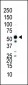 JNK2 (MAPK9) Antibody (C-term)