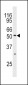 MAPK10 Antibody (N-term)