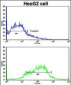 EphA1 Antibody (N-term)