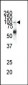 EphA1 Antibody (N-term)