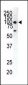 EphA1 Antibody (C-term)