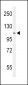 EphA2 Antibody (N-term)