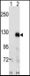 EphA3 Antibody (C-term)