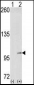 EphA4 Antibody (N-term)