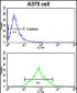 EphA7 Antibody (N-term)