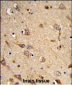 EphA7 Antibody (N-term)