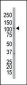 EphA7 Antibody (C-term)