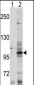 EphA7 Antibody (C-term)