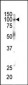 EphB1 Antibody (C-term)