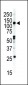 EphB2 Antibody (C-term)