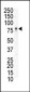 EphB3 Antibody (N-term)