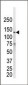 EGFR (ErbB1) Antibody (N-term)