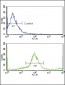 ERBB2 Antibody(N-term)