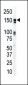 ERBB3  Antibody (N-term)