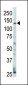 ERBB4 Antibody(N-term)