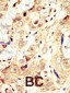ERBB4 Antibody(N-term)