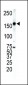 ERBB4 Antibody(C-term)