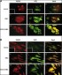 FGFR1 Antibody (N-term)