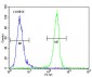 VEGFR2 (FLK1/KDR) Antibody (C-term)