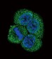 VEGFR2 (FLK1/KDR) Antibody (C-term)