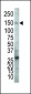 VEGFR2 (FLK1/KDR) Antibody (C-term)