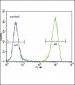 FLT3 (CD135) Antibody (N-term)