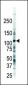 FLT3 (CD135) Antibody (C-term)