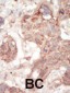 FLT3 (CD135) Antibody (C-term)