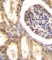 DDR1 Antibody (N-term)