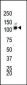 DDR1 Antibody (C-term)