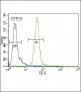 MUSK Antibody (N-term)