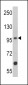 MUSK Antibody (N-term)