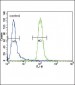 MUSK Antibody (C-term)