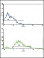 PDGFRB Antibody (N-term)