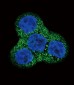 PDGFRB Antibody (N-term)