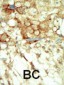 RET Antibody (C-term L1027)