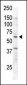 RYK Antibody