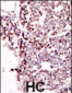 TYRO3 Antibody (C-term)