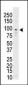 TYRO3 Antibody (C-term)