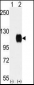 TYRO3 Antibody (C-term)