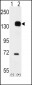 TEK (TIE2) Antibody (C-term)