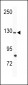 TIE Antibody (N-term)