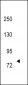 TRKC Antibody (N-term)