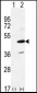 IRAK4 Antibody (N-term)