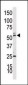 IRAK4 Antibody (C-term)