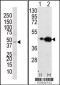 MEK2 Antibody (N-term)