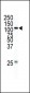 MEKK1 Antibody (C-term)